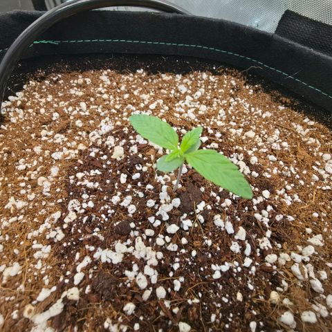 Hermie growlog timeline photo