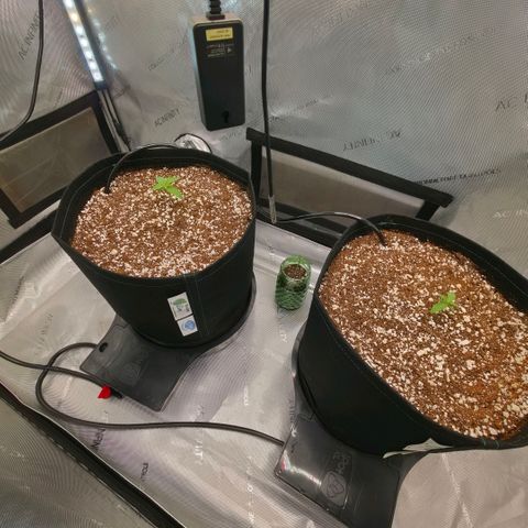 Hermie growlog timeline photo