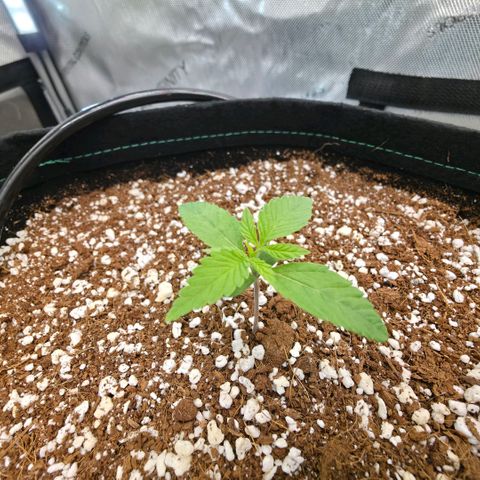 Hermie growlog timeline photo