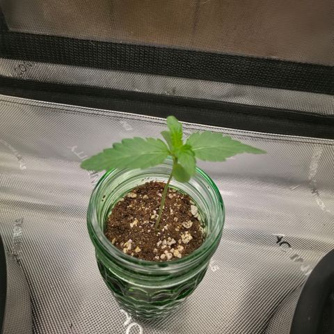 Hermie growlog timeline photo