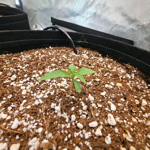 Hermie growlog timeline photo