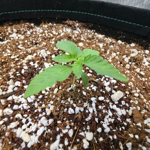 Hermie growlog timeline photo