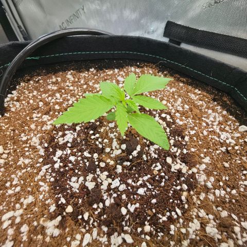 Hermie growlog timeline photo