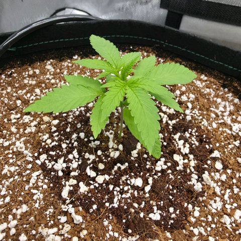Hermie growlog timeline photo