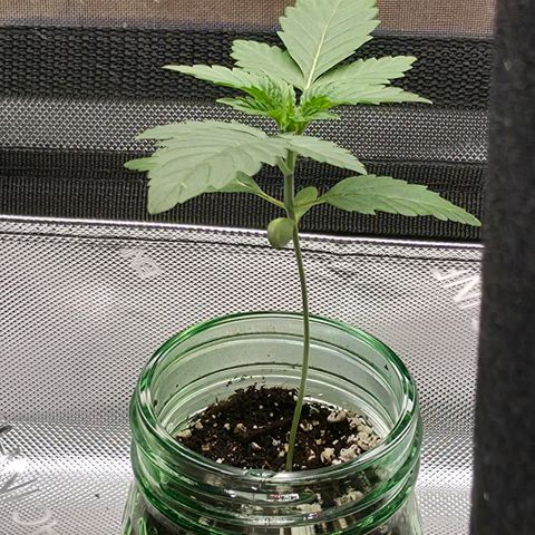 Hermie growlog timeline photo