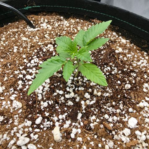 Hermie growlog timeline photo