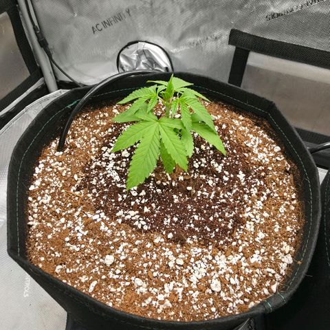 Hermie growlog timeline photo
