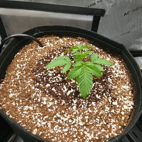 Hermie growlog timeline photo