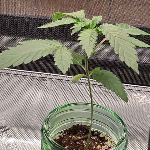 Hermie growlog timeline photo
