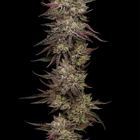 Hermie growlog timeline photo