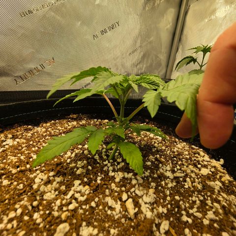 Hermie growlog timeline photo