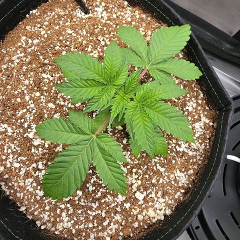 Hermie growlog timeline photo