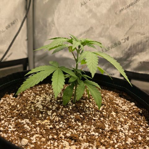 Hermie growlog timeline photo