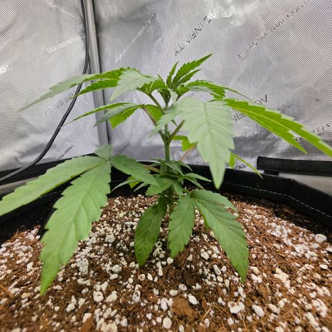 Hermie growlog timeline photo