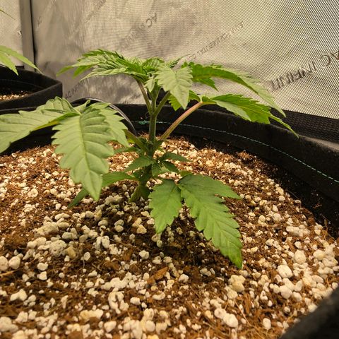 Hermie growlog timeline photo
