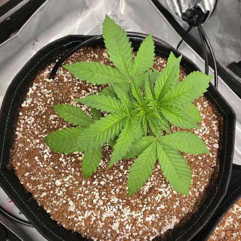 Hermie growlog timeline photo