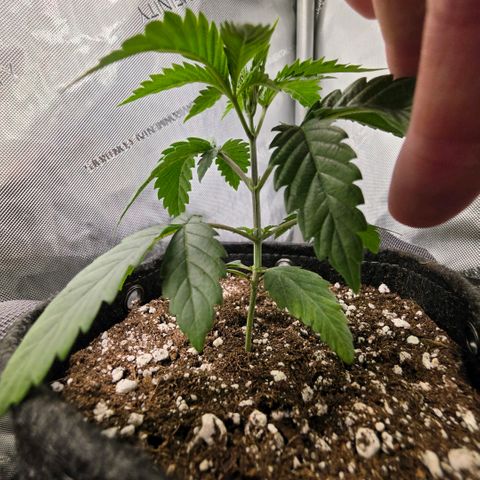 Hermie growlog timeline photo