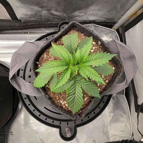 Hermie growlog timeline photo
