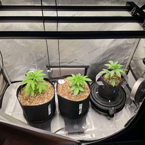 Hermie growlog timeline photo
