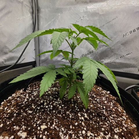 Hermie growlog timeline photo