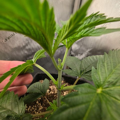 Hermie growlog timeline photo