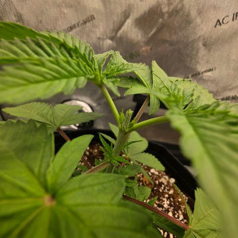 Hermie growlog timeline photo
