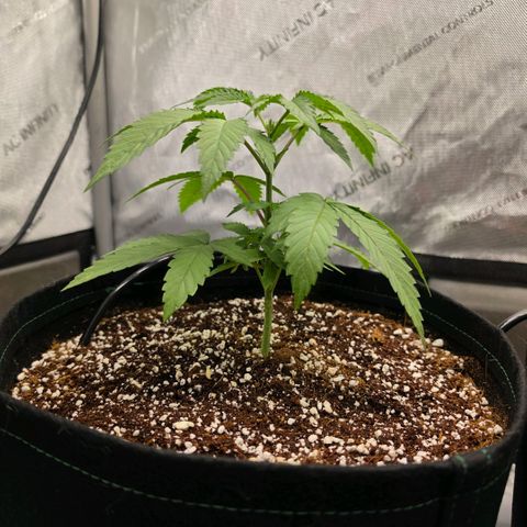 Hermie growlog timeline photo