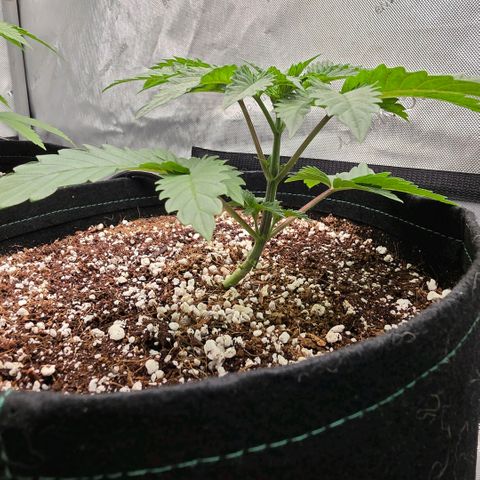 Delphine growlog timeline photo
