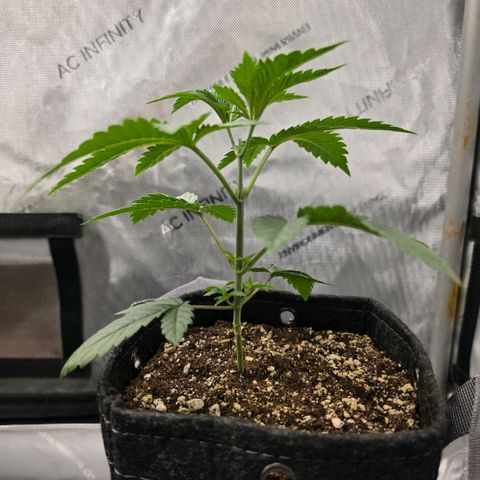 Hermie growlog timeline photo