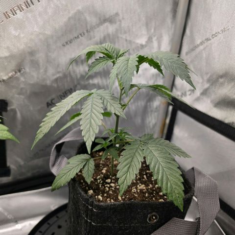 Hermie growlog timeline photo