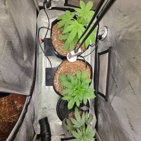 Hermie growlog timeline photo