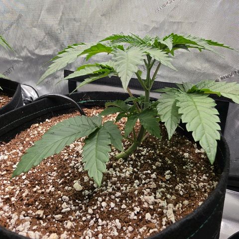 Hermie growlog timeline photo
