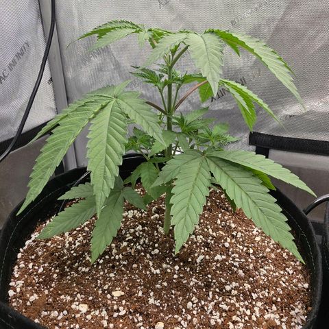 Hermie growlog timeline photo