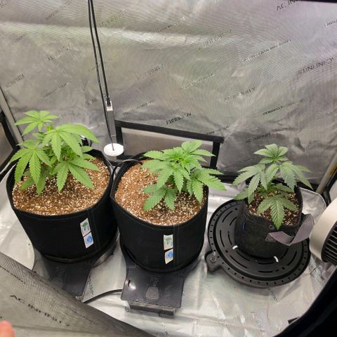 Hermie growlog timeline photo