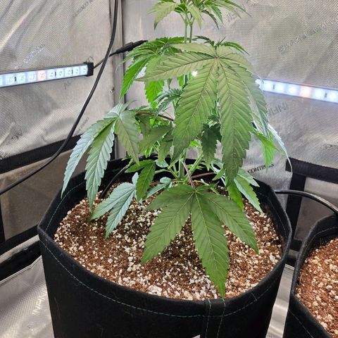 Hermie growlog timeline photo