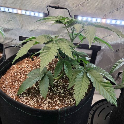 Hermie growlog timeline photo