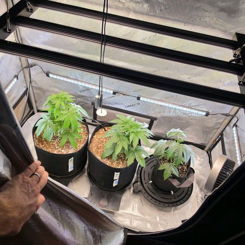 Hermie growlog timeline photo