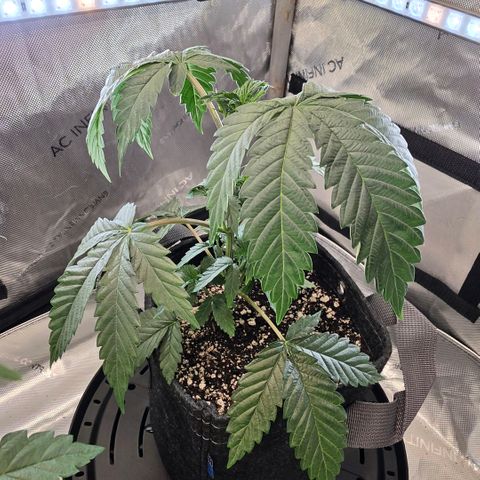 Hermie growlog timeline photo