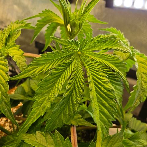 Hermie growlog photo: Tacoing, gaining, rusting, raised light, increase pH in soil plant and flush 