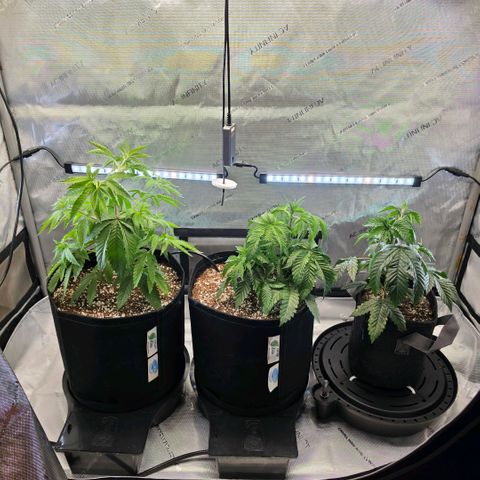 Hermie growlog photo: Tacoing, gaining, rusting, raised light, increase pH in soil plant and flush 