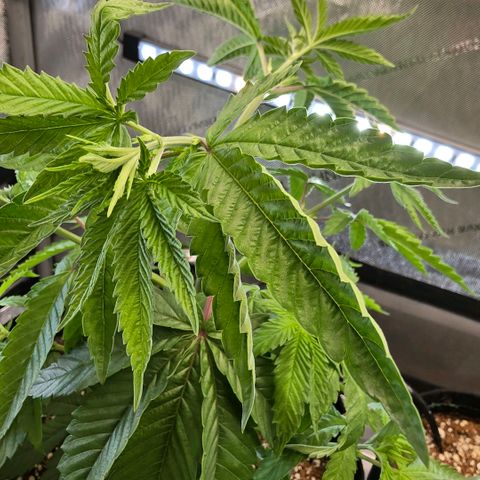 Hermie growlog photo: Tacoing, gaining, rusting, raised light, increase pH in soil plant and flush 