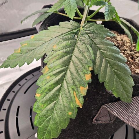 Hermie growlog photo: Tacoing, gaining, rusting, raised light, increase pH in soil plant and flush 