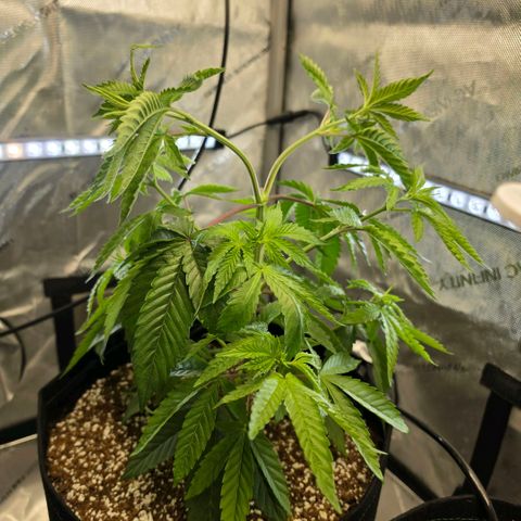 Oprah growlog timeline photo