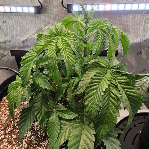 Delphine growlog timeline photo