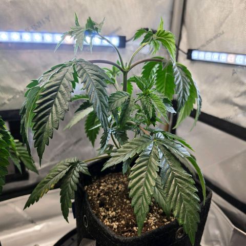 Hermie growlog timeline photo