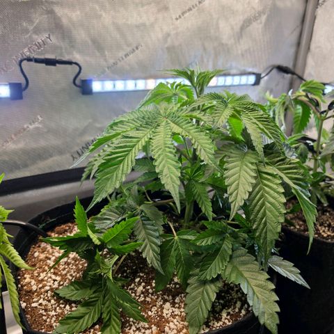 Hermie growlog timeline photo