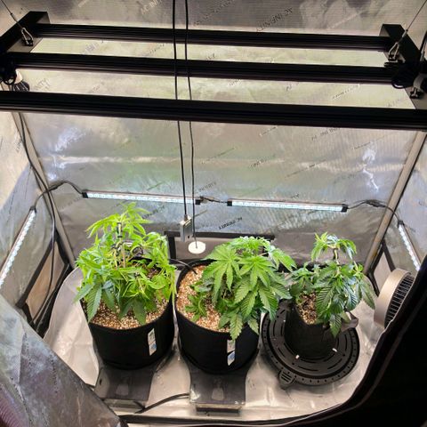 Hermie growlog timeline photo
