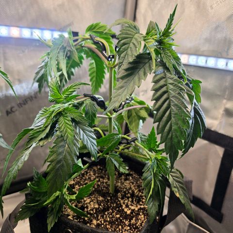 Hermie growlog timeline photo