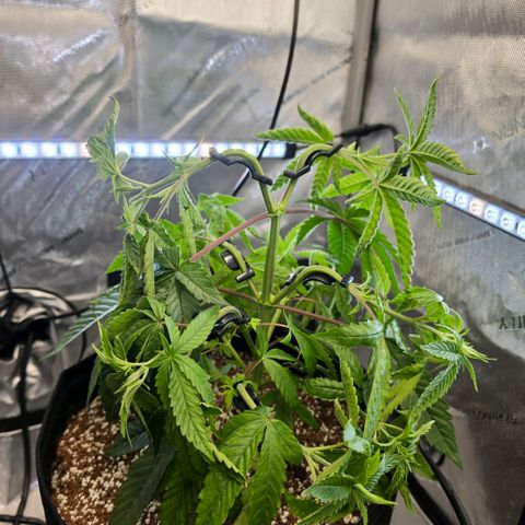 Hermie growlog timeline photo