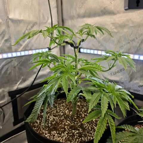 Hermie growlog timeline photo